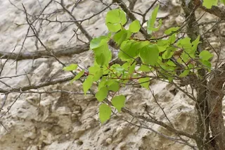 Fruiting types — Apricot-Chinese (Prunus armeniaca) — habit
