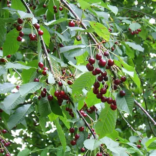 Bing Cherry (Prunus avium 'Bing'), habit