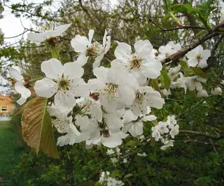 Bing Cherry (Prunus avium 'Bing'), foliage
