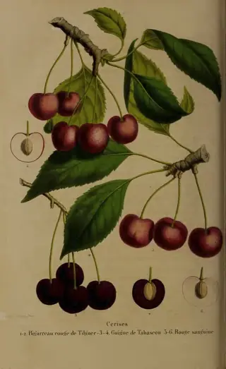 Bing Cherry (Prunus avium 'Bing'), mature form