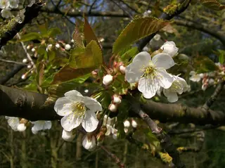 Bing Cherry (Prunus avium 'Bing')