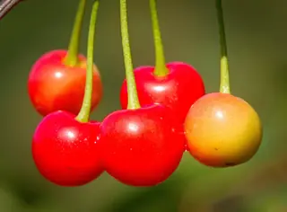 Fruiting types — Bing