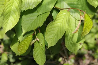 Fruiting types — Bing (Prunus avium 'Bing') — mature form