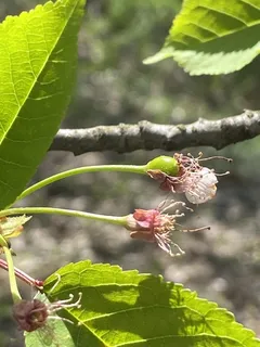 Fruiting types — Bing (Prunus avium 'Bing') — foliage