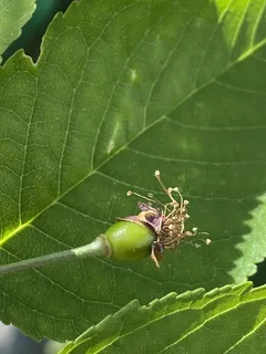 Fruiting types — Bing (Prunus avium 'Bing') — bloom