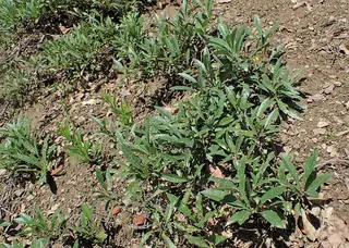 Western sand cherry
