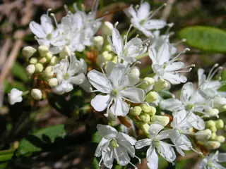 Western sand cherry (Prunus besseyi) — foliage