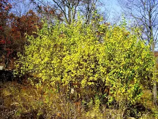 Ornamental types — Newport Plum