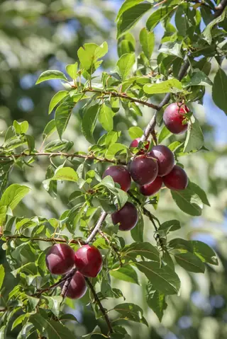 Ornamental types — Plum – MT. ST. HELENS® (Prunus cerasifera 'Frankthrees') — mature form