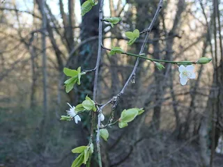 Ornamental types — Plum – MT. ST. HELENS® (Prunus cerasifera 'Frankthrees') — bloom