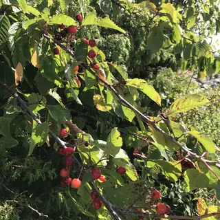 Fruiting types — Sour Cherry- Evans Bali