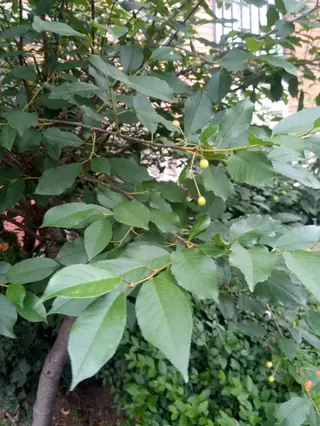 Fruiting types — Cherry – 'Montmorency', 'North Star' (Prunus cerasus) — mature form