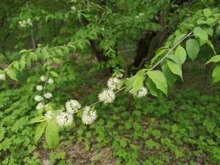 Ornamental types — Amur Chokecherry (Prunus maackii) — mature form