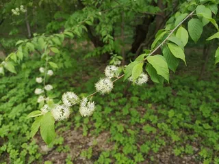 Ornamental types — Amur Chokecherry (Prunus maackii) — foliage