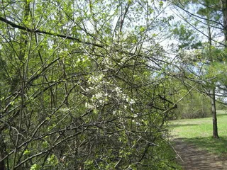 Ornamental types — Plum 'Princess Kay'