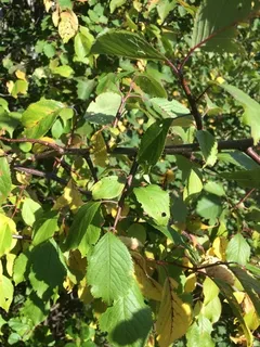 Ornamental types — Plum 'Princess Kay' (Prunus nigra 'Princess Kay') — foliage