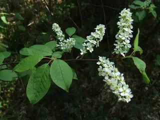 Ornamental types — European Birdcherry