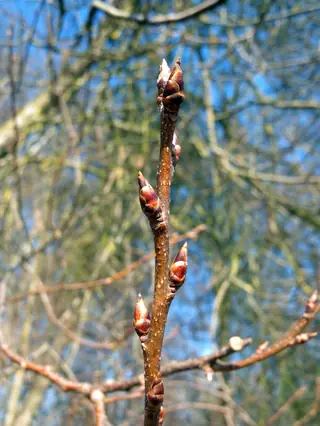 Ornamental types — European Birdcherry (Prunus padus) — mature form