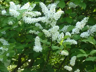 Ornamental types — European Birdcherry (Prunus padus) — foliage