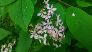 Ornamental types — European Birdcherry (Prunus padus) — bloom
