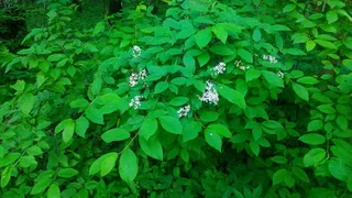 Ornamental types — European Birdcherry (Prunus padus) — fall color