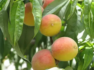 Fruiting types — Peach – Elberta, Polly, Red Haven