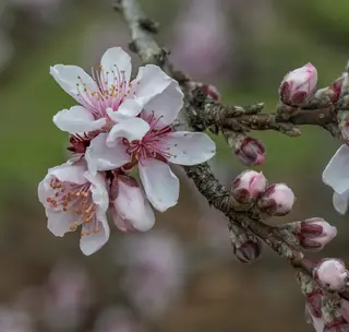 Elberta Peach (Prunus persica 'Elberta', 'Polly', 'Red Haven'), mature form