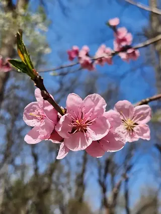 Fruiting types — Peach – Elberta, Polly, Red Haven (Prunus persica 'Elberta', 'Polly', 'Red Haven') — mature form