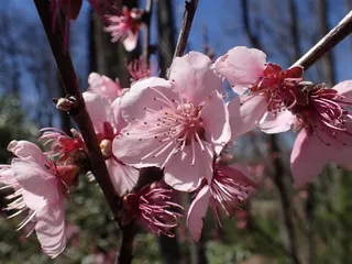 Fruiting types — Peach – Elberta, Polly, Red Haven (Prunus persica 'Elberta', 'Polly', 'Red Haven') — foliage