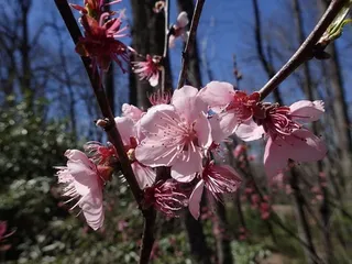 Fruiting types — Peach – Elberta, Polly, Red Haven (Prunus persica 'Elberta', 'Polly', 'Red Haven') — bloom