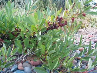 Sand cherry