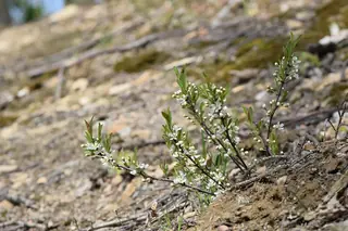 Sand cherry (Prunus pumila) — foliage