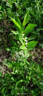 Sand cherry (Prunus pumila) — bloom