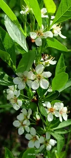 Sand cherry (Prunus pumila) — fall color