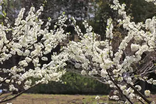 Santa Rosa Plum (Prunus salicina 'Santa Rosa')