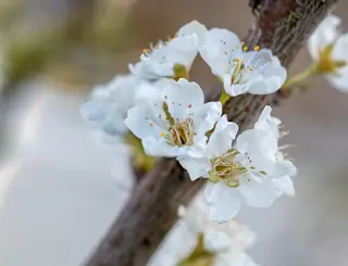 Santa Rosa Plum (Prunus salicina 'Santa Rosa'), bloom