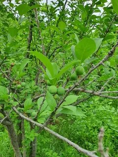 Fruiting types — Plum – Santa Rosa (Prunus salicina 'Santa Rosa') — mature form