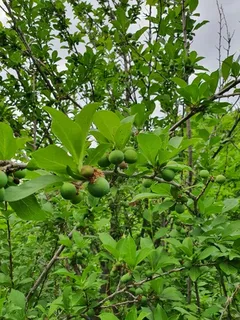 Fruiting types — Plum – Santa Rosa (Prunus salicina 'Santa Rosa') — foliage