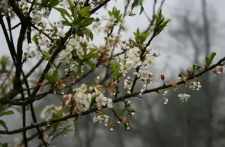 Santa Rosa Plum (Prunus salicina 'Santa Rosa'), habit