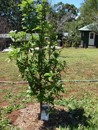 Santa Rosa Plum (Prunus salicina 'Santa Rosa'), mature form