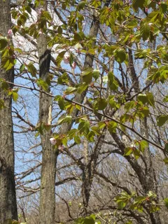 Ornamental types — PINK FLAIR® (Prunus sargentii 'Pink Flare') — mature form