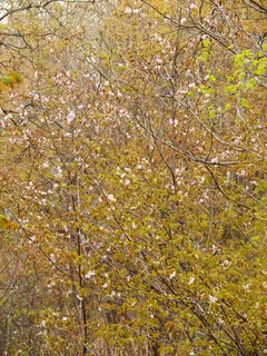 Ornamental types — PINK FLAIR® (Prunus sargentii 'Pink Flare') — foliage