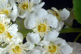 Ornamental types — Common Chokecherry – 'Canada Red', 'Schubert'