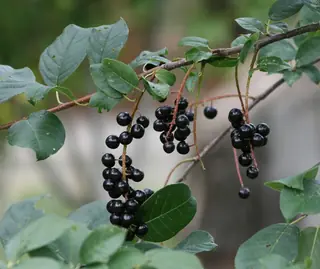 Ornamental types — Common Chokecherry – 'Canada Red', 'Schubert' (Prunus virginiana) — mature form