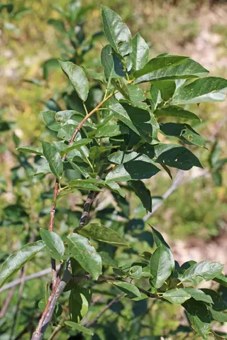 Ornamental types — Common Chokecherry – 'Canada Red', 'Schubert' (Prunus virginiana) — foliage