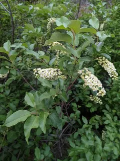 Ornamental types — Common Chokecherry – 'Canada Red', 'Schubert' (Prunus virginiana) — bloom