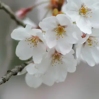 Ornamental types — Prunus- SUCKER PUNCH®