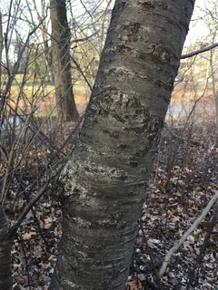 Ornamental types — Prunus- SUCKER PUNCH® (Prunus x 'P002S' (PP25,767)) — mature form
