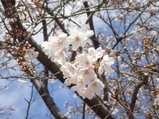 Ornamental types — Prunus- SUCKER PUNCH® (Prunus x 'P002S' (PP25,767)) — bloom