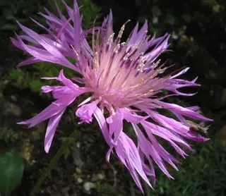 Bellina Pink Cornflower